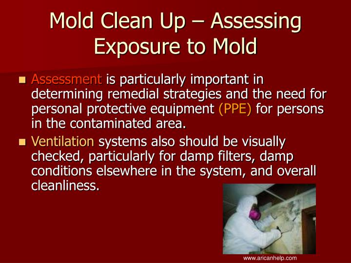 How much mold exposure is harmful? 